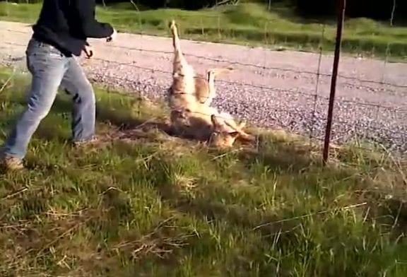 Homme coupe une cloture pour libérer un loup