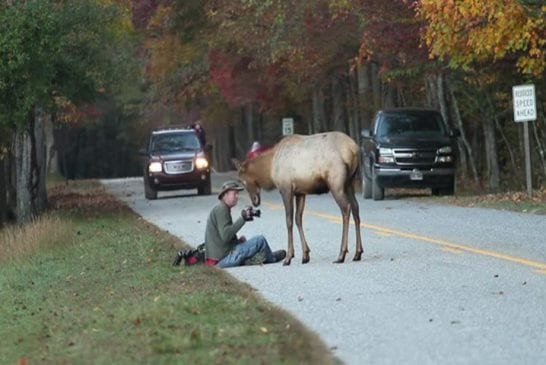 Wapiti vs photographe