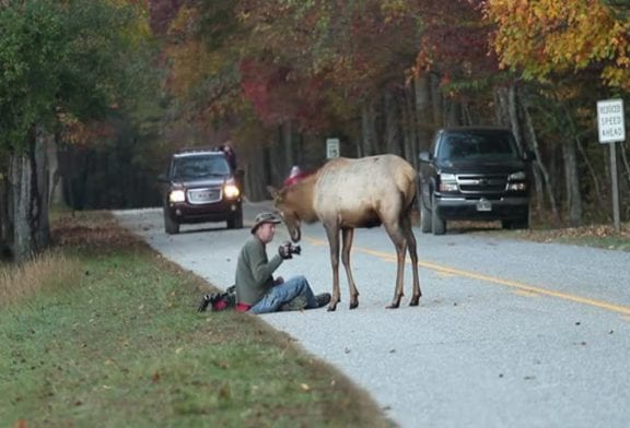 Wapiti vs photographe