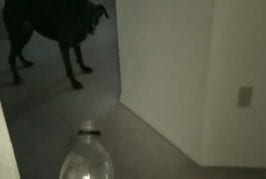 Ce chien déteste l’eau Mountain Dew