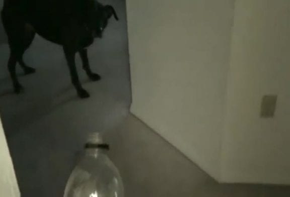 Ce chien déteste l’eau Mountain Dew