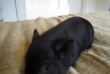 Juste un micro cochon appréciant un massage du ventre