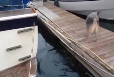 Jeux de loutres de mer font fuir un chien