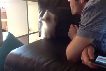 Mignon chaton se bat avec l’air