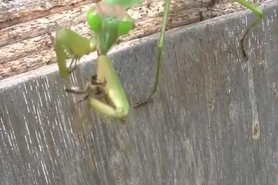 Enorme mante-religieuse mange 2 abeilles en même temps