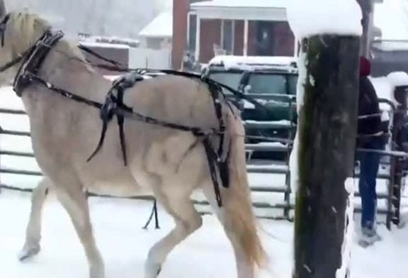 Cheval ski