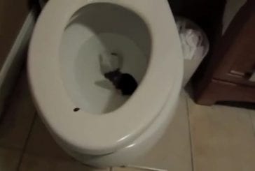 Un rat remonte les toilettes