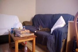 Que fait un chat durant son temps libre