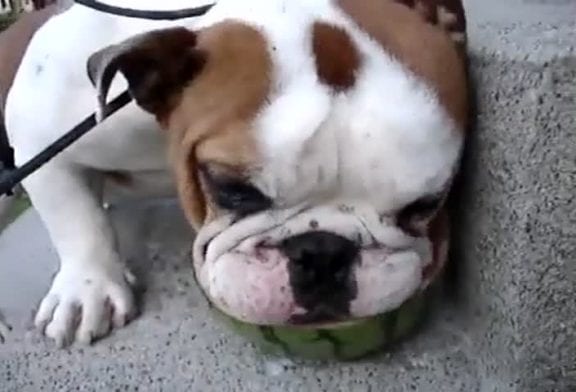 Chiot bouledogue vs pastèque