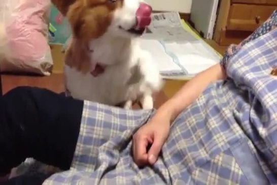 Adorable corgi veut plus de caresses