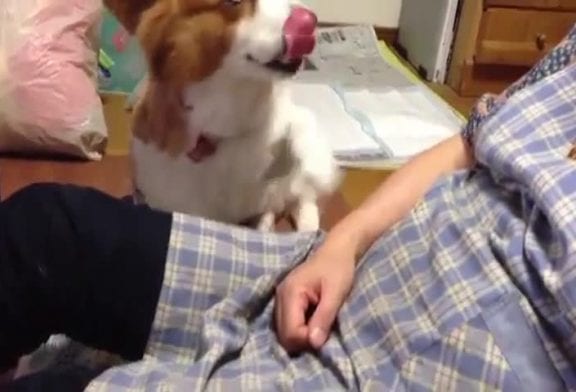 Adorable corgi veut plus de caresses
