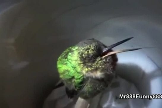 Tant d’animaux et tant de ronflements différentes