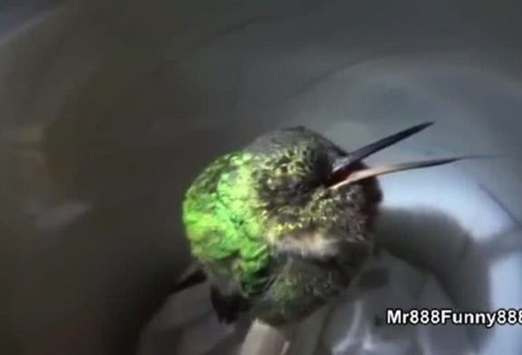 Tant d’animaux et tant de ronflements différentes