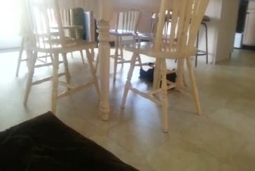 Chat idiot utilise des chaises