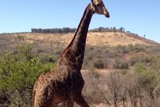 Girafe traque un cycliste