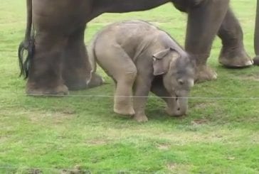 Bébé éléphant apprend à marcher