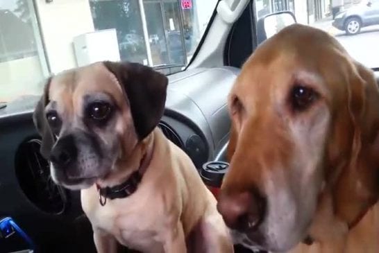 Deux chiens pour un seul cornet de glace