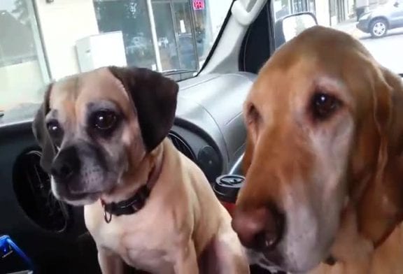 Deux chiens pour un seul cornet de glace