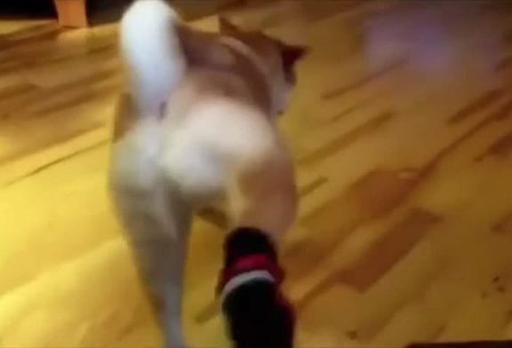 Compilation de chiens portant des chaussures