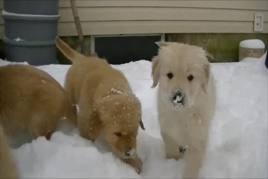 Adorables chiots golden retriever dans la neige