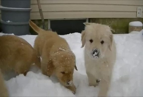 Adorables chiots golden retriever dans la neige