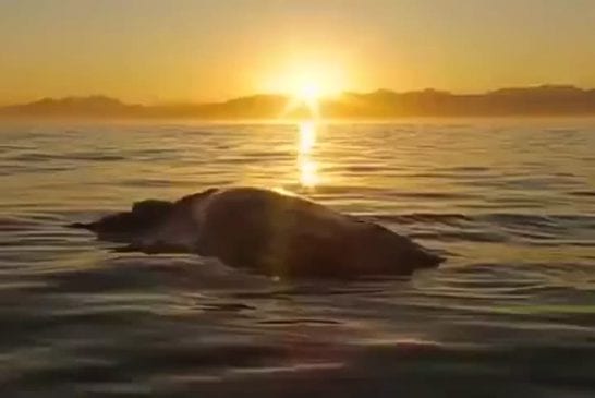 Scientifique navigue sur une carcasse de baleine pour de meilleures photos