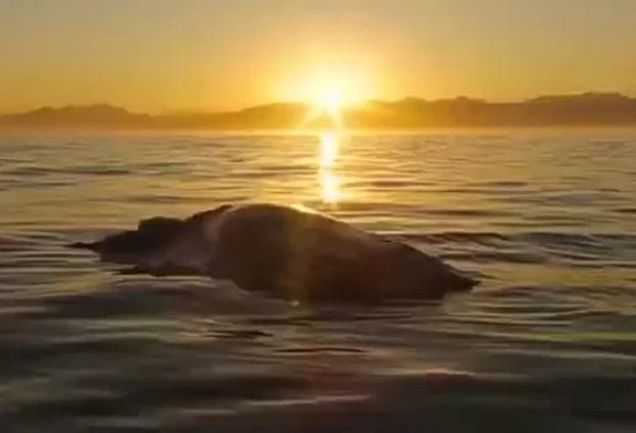 Scientifique navigue sur une carcasse de baleine pour de meilleures photos