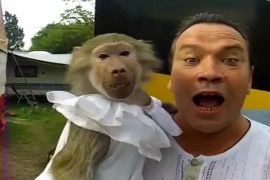 Les singes sont monstrueux
