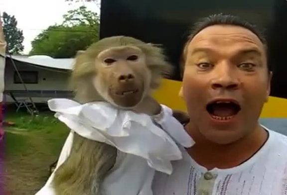 Les singes sont monstrueux