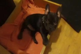 Chiot bouledogue français fait une sieste