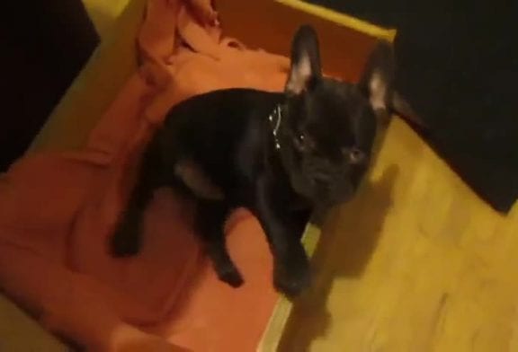 Chiot bouledogue français fait une sieste