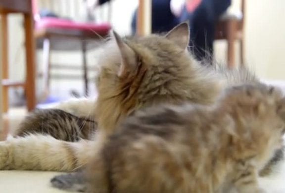 Maman chat tient son adorable chaton à l’oeil