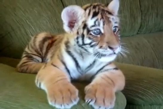 Bébé tigre joue avec son ami le chien