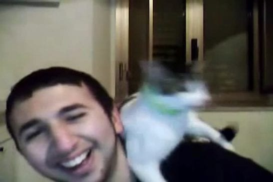 Sympathique chat dans le monde