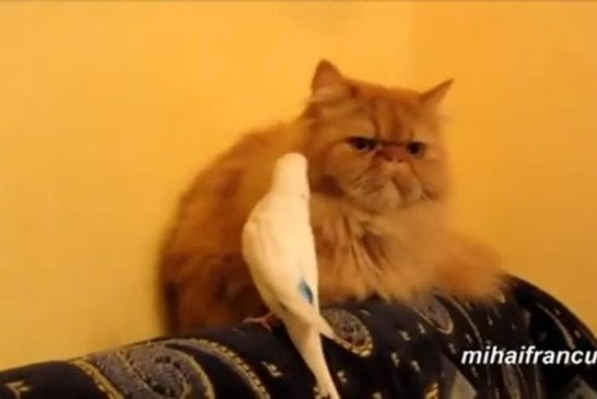 Compilation de perroquets qui ennuient des chats