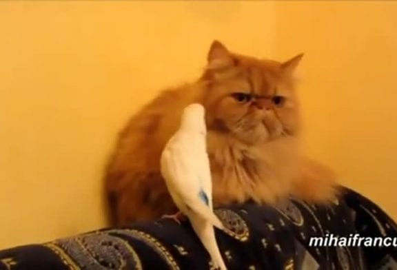 Compilation de perroquets qui ennuient des chats