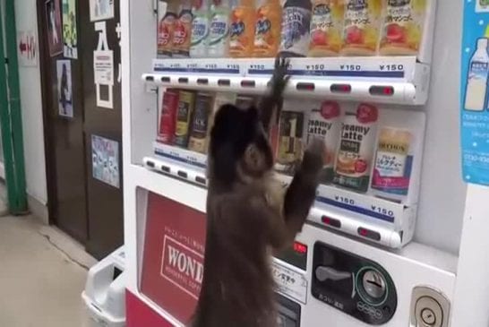 Singe achète une boisson au distributeur automatique