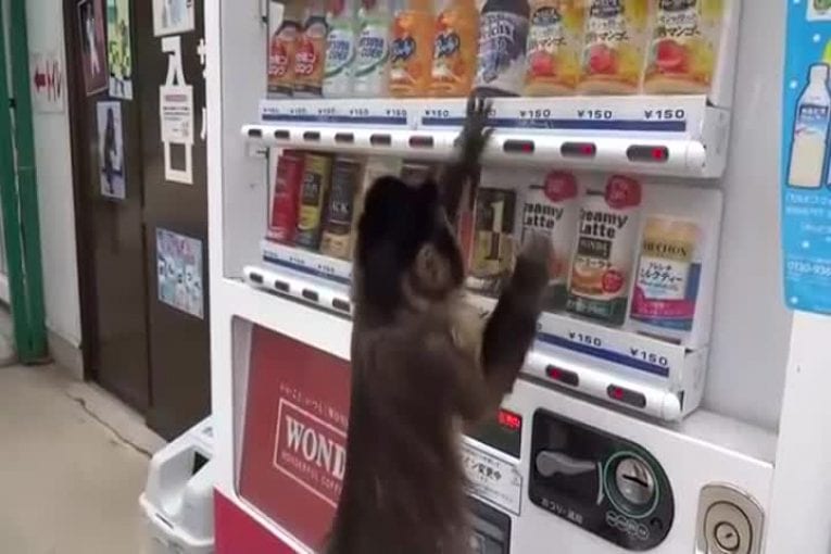 Singe achète une boisson au distributeur automatique