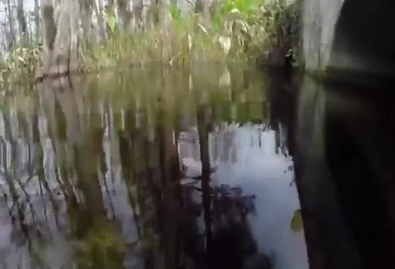 Face à face avec un bébé alligator