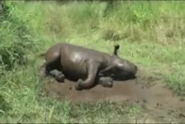 Bébé rhinocéros prend un bain de boue