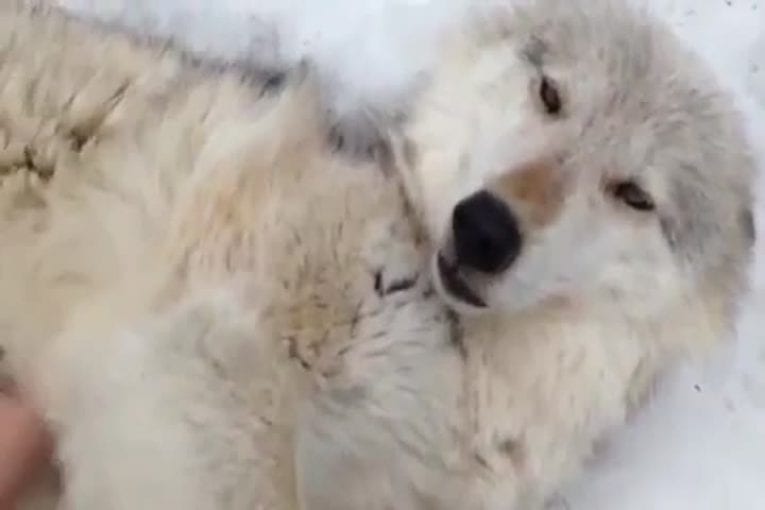Loup aime qu’on lui frotte le ventre