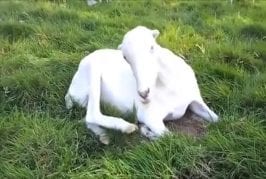 La tête de cette chèvre se dirige vers la musique