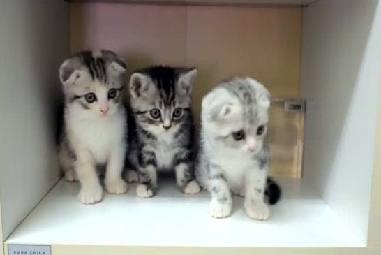 Adorables chatons bougent leur tête de manière synchronisée