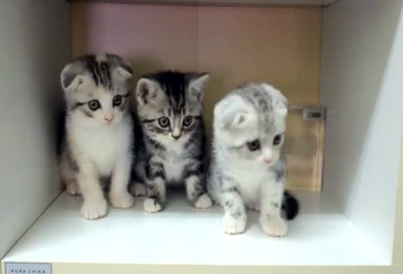 Adorables chatons bougent leur tête de manière synchronisée