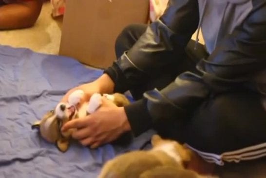 Pure gentillesse de la part de chiots Corgi