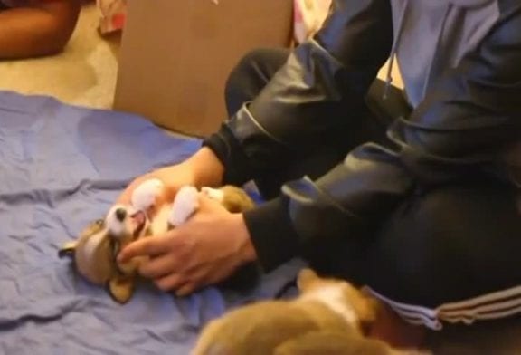 Pure gentillesse de la part de chiots Corgi