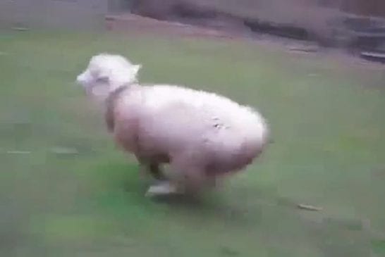 Mouton qui a grandi avec des chiens