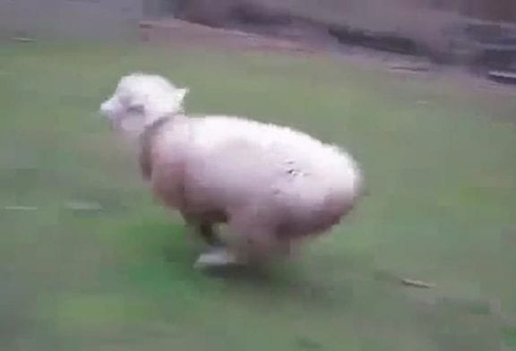 Mouton qui a grandi avec des chiens