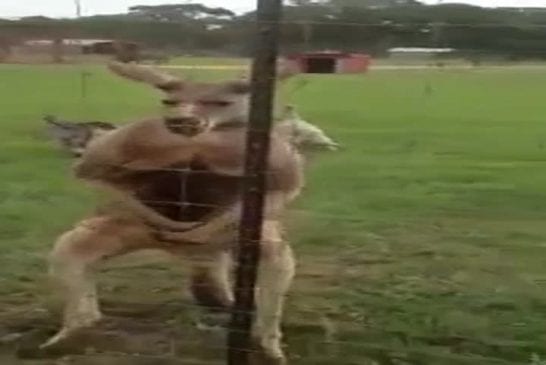 Kangourou qui prend des stéroïdes