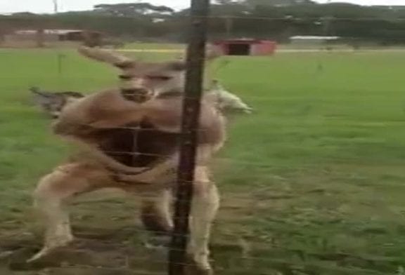 Kangourou qui prend des stéroïdes